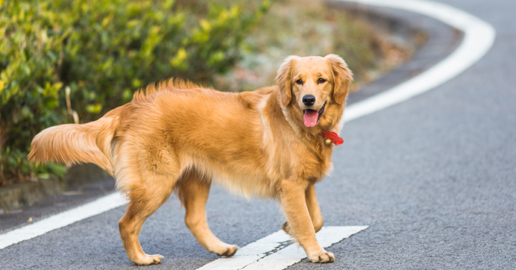 19 Rescue Dog Breeds That Thrive When Given a Second Chance at Life