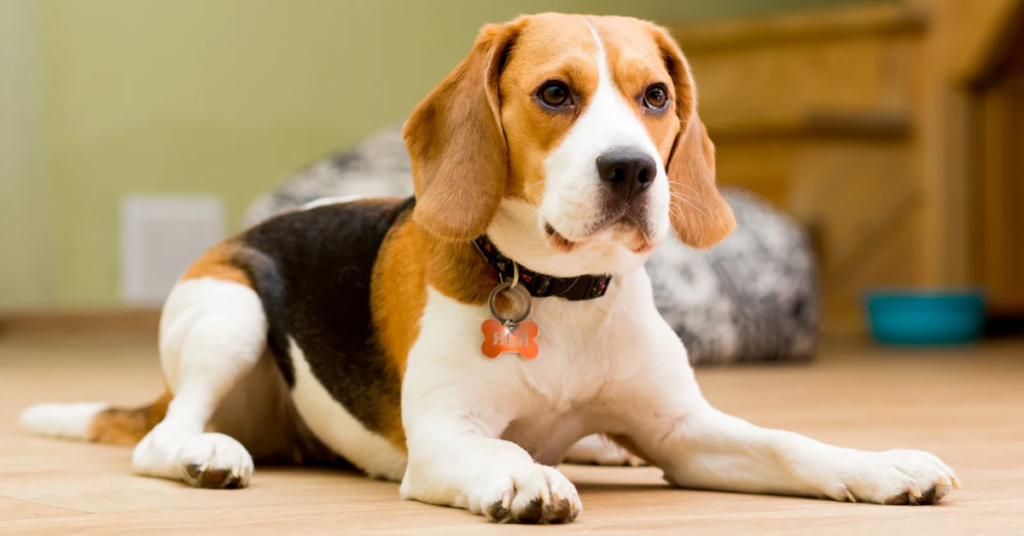 19 Rescue Dog Breeds That Thrive When Given a Second Chance at Life