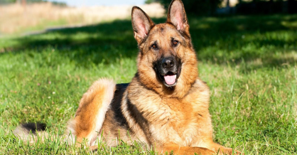 19 Rescue Dog Breeds That Thrive When Given a Second Chance at Life