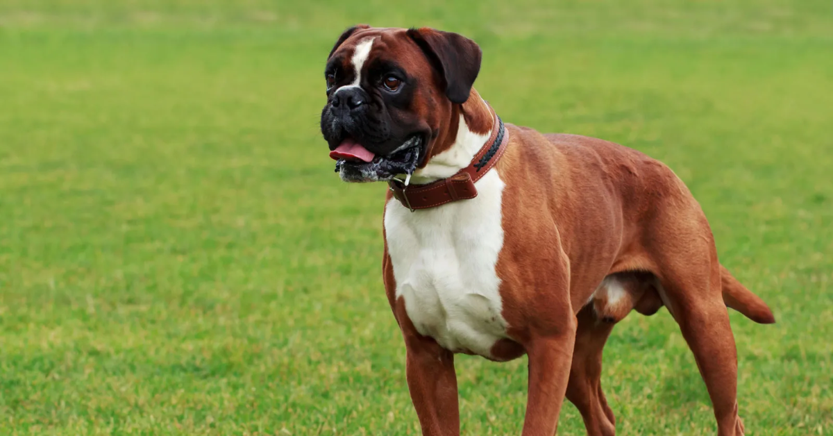 19 Rescue Dog Breeds That Thrive When Given a Second Chance at Life