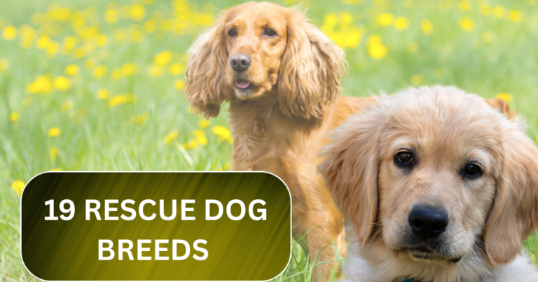 19 Rescue Dog Breeds That Thrive When Given a Second Chance at Life