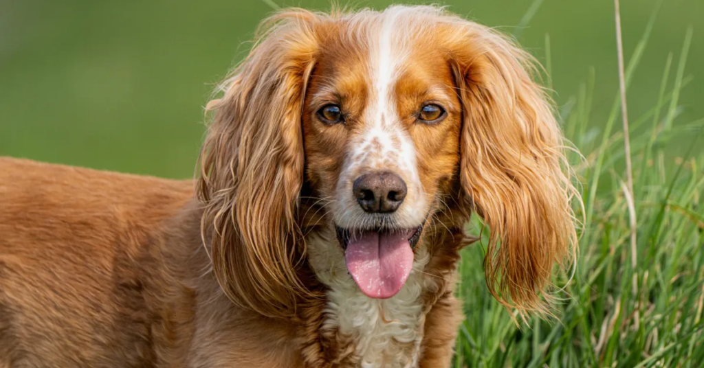 19 Rescue Dog Breeds That Thrive When Given a Second Chance at Life