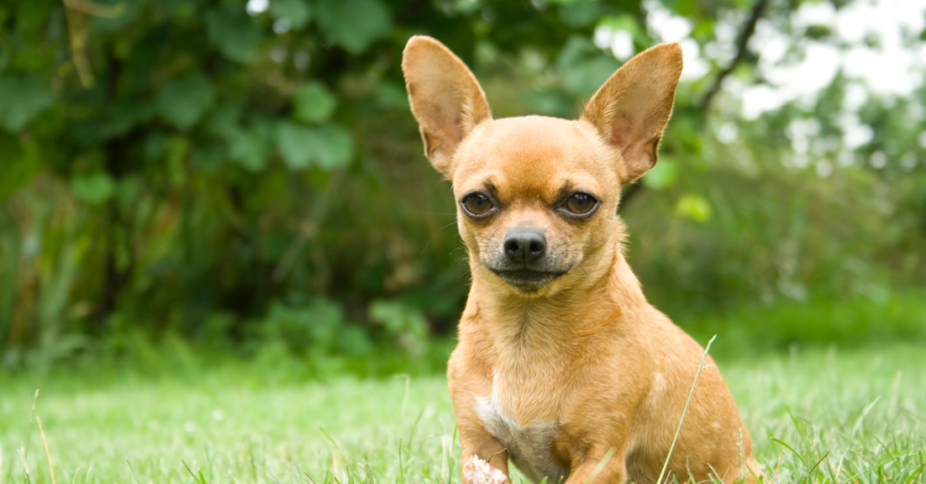 19 Rescue Dog Breeds That Thrive When Given a Second Chance at Life