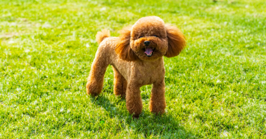 19 Rescue Dog Breeds That Thrive When Given a Second Chance at Life