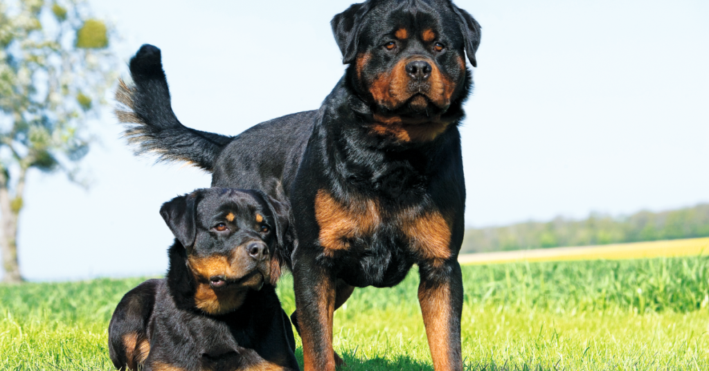 19 Rescue Dog Breeds That Thrive When Given a Second Chance at Life