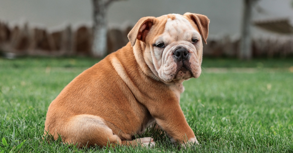 19 Rescue Dog Breeds That Thrive When Given a Second Chance at Life
