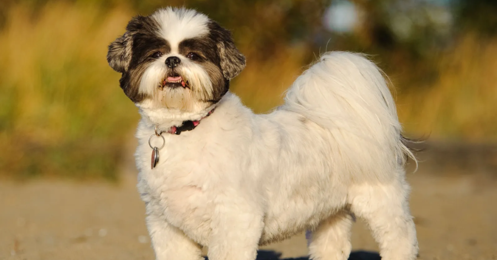 19 Rescue Dog Breeds That Thrive When Given a Second Chance at Life