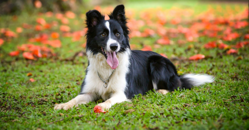 19 Rescue Dog Breeds That Thrive When Given a Second Chance at Life