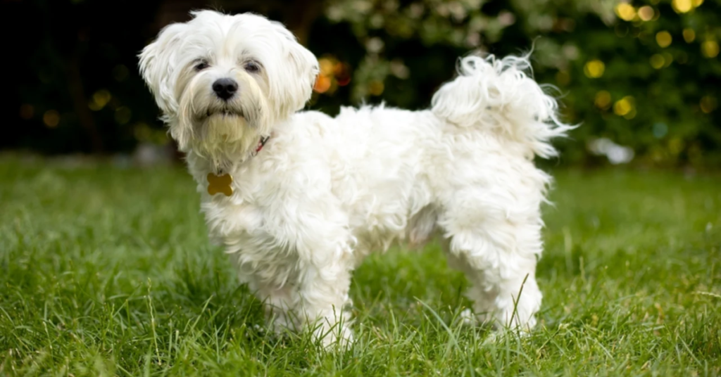 19 Rescue Dog Breeds That Thrive When Given a Second Chance at Life