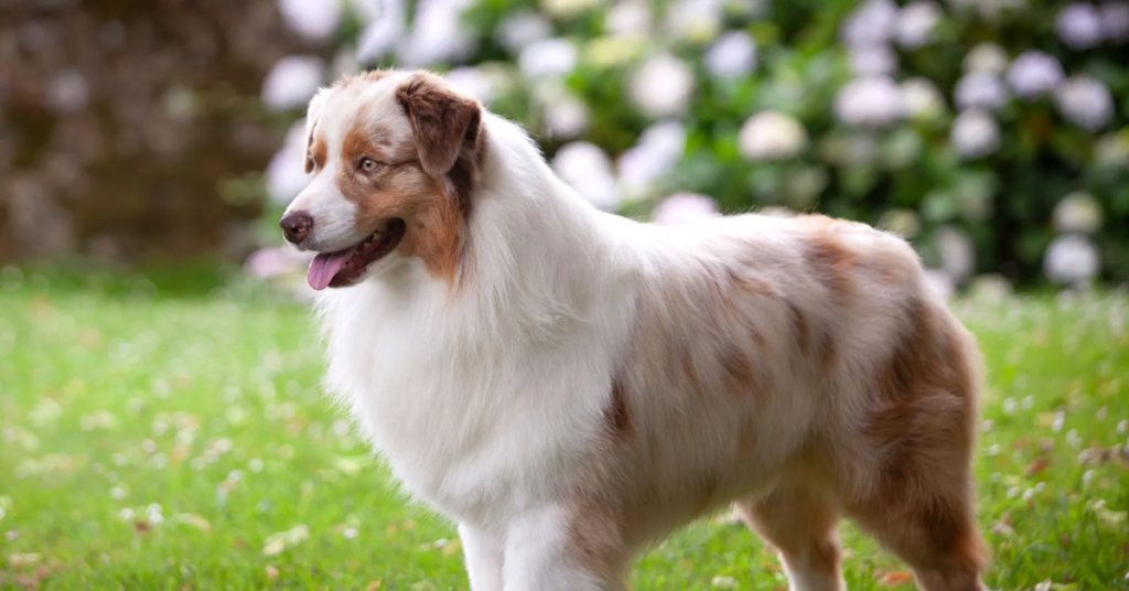 19 Rescue Dog Breeds That Thrive When Given a Second Chance at Life