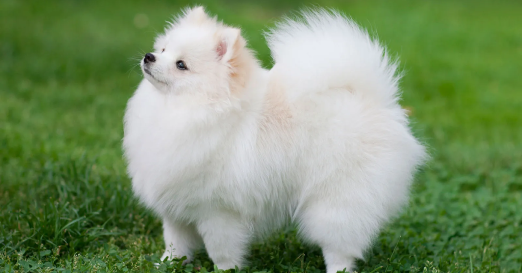 19 Rescue Dog Breeds That Thrive When Given a Second Chance at Life