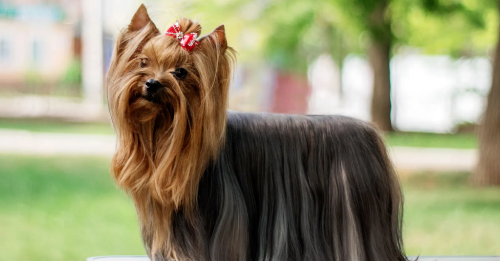 19 Rescue Dog Breeds That Thrive When Given a Second Chance at Life
