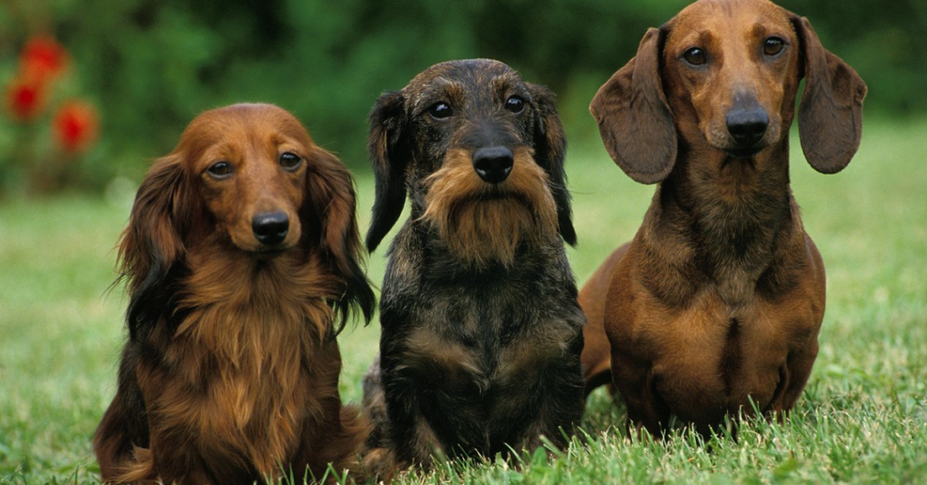 19 Rescue Dog Breeds That Thrive When Given a Second Chance at Life
