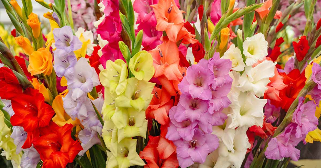 15 Easy Bulbs You Can Still Plant in May for Summer Color