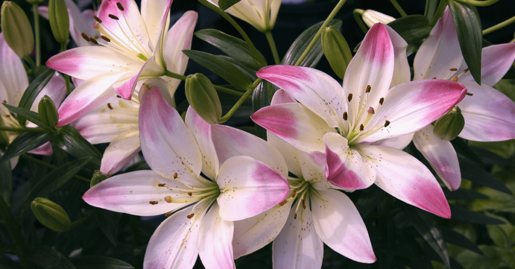 15 Easy Bulbs You Can Still Plant in May for Summer Color
