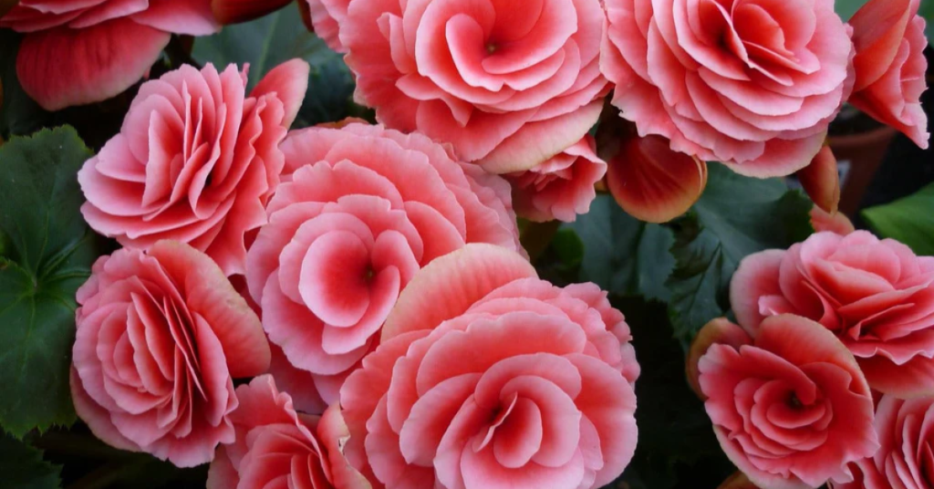 15 Easy Bulbs You Can Still Plant in May for Summer Color