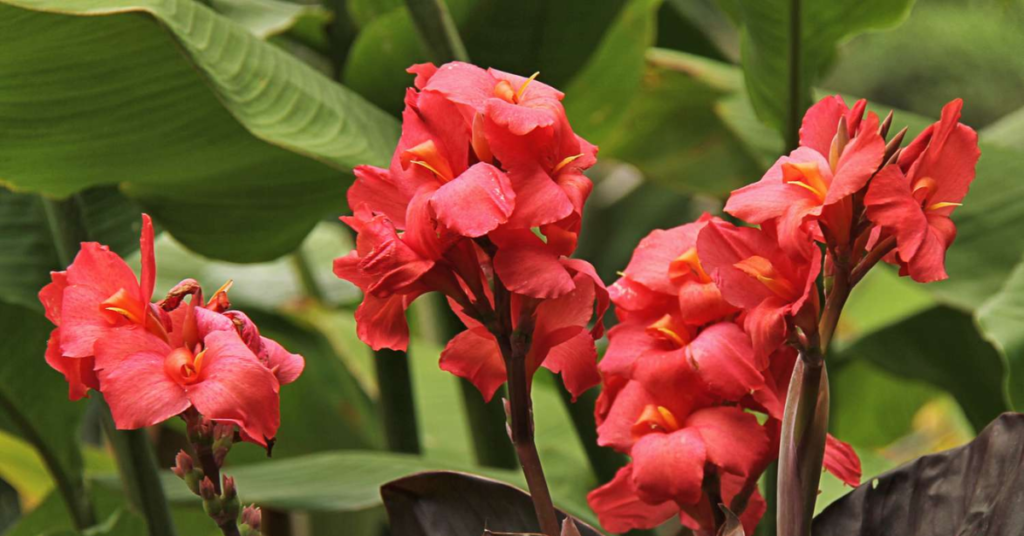 15 Easy Bulbs You Can Still Plant in May for Summer Color