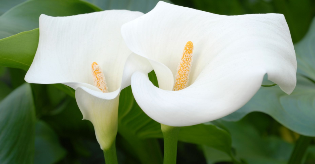 15 Easy Bulbs You Can Still Plant in May for Summer Color
