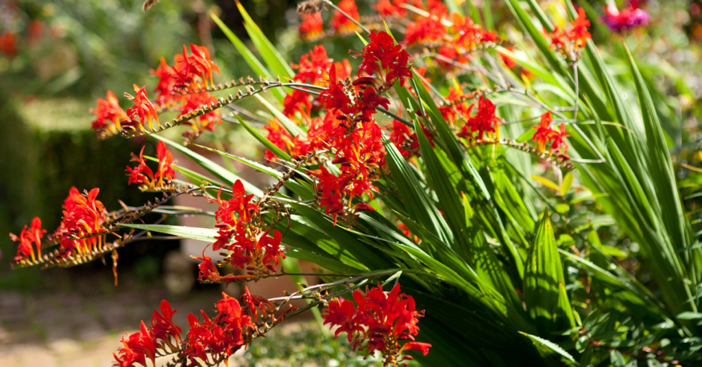 15 Easy Bulbs You Can Still Plant in May for Summer Color
