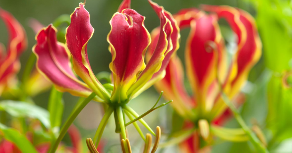 15 Easy Bulbs You Can Still Plant in May for Summer Color