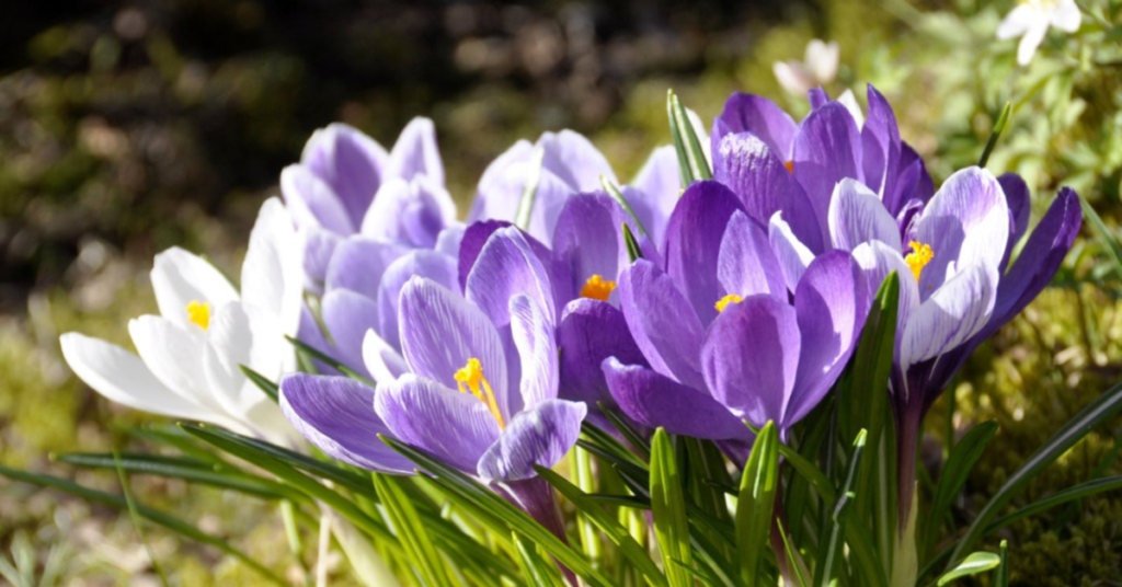 15 Easy Bulbs You Can Still Plant in May for Summer Color