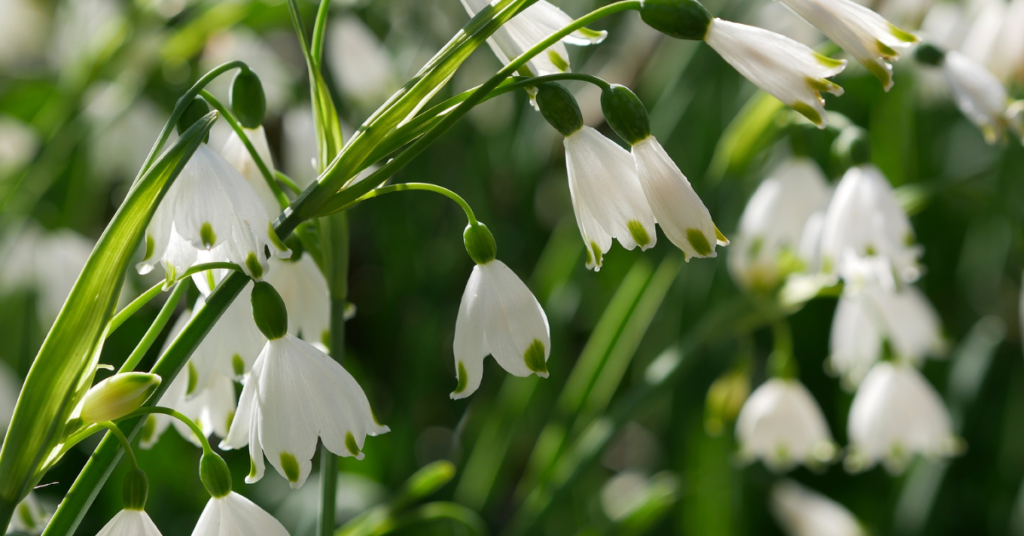 15 Easy Bulbs You Can Still Plant in May for Summer Color