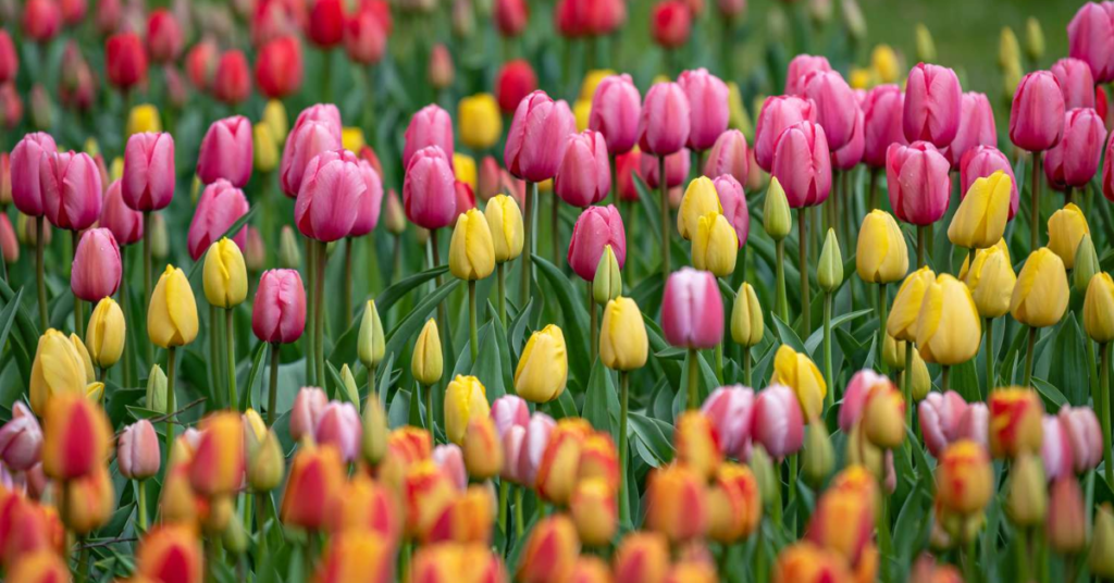 15 Easy Bulbs You Can Still Plant in May for Summer Color