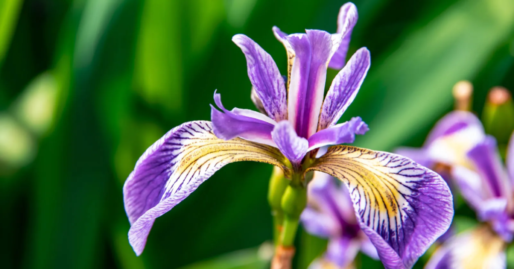 15 Easy Bulbs You Can Still Plant in May for Summer Color
