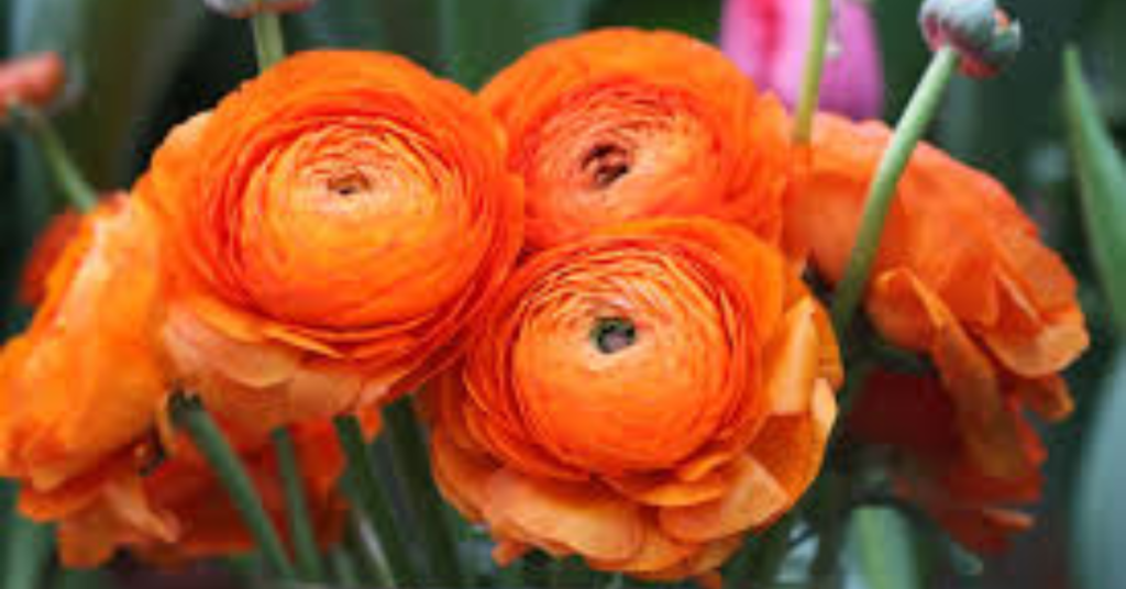 15 Easy Bulbs You Can Still Plant in May for Summer Color