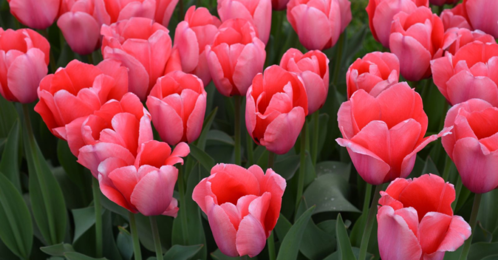 15 Easy Bulbs You Can Still Plant in May for Summer Color