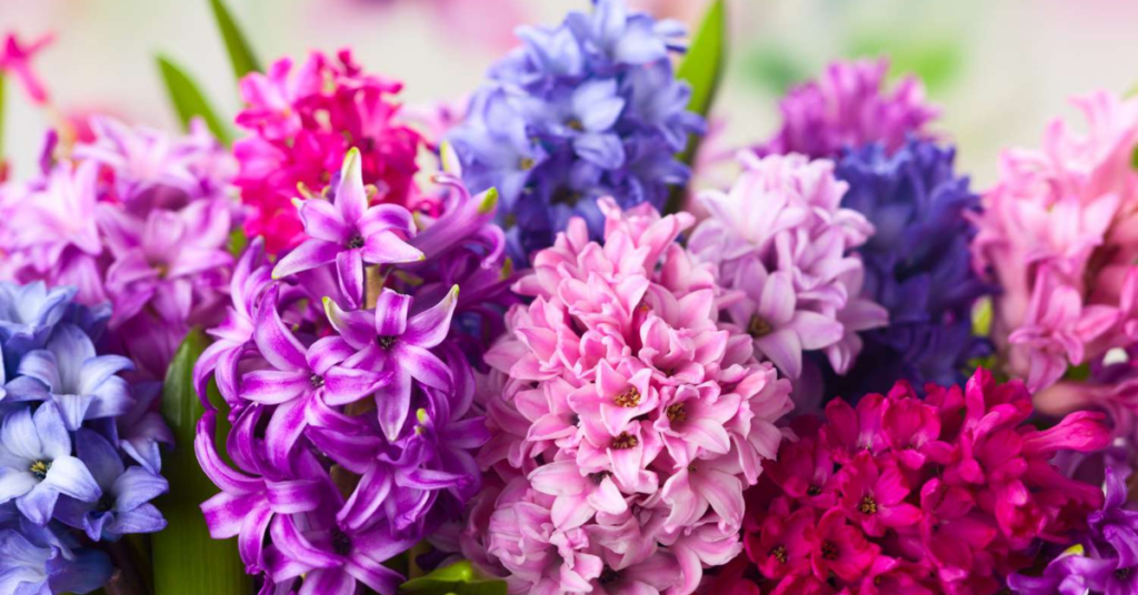 15 Easy Bulbs You Can Still Plant in May for Summer Color