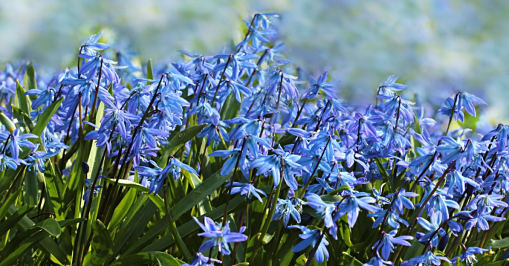 20 Most Beautiful Blue Perennials to Grow in Your Garden!