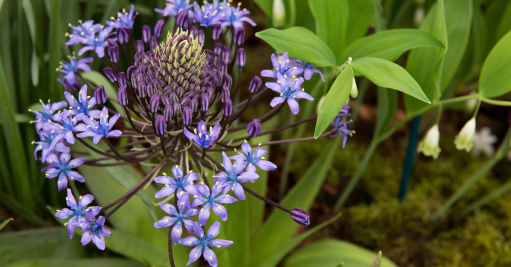 15 Easy Bulbs You Can Still Plant in May for Summer Color