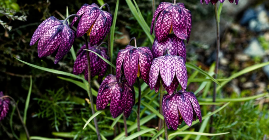 15 Easy Bulbs You Can Still Plant in May for Summer Color