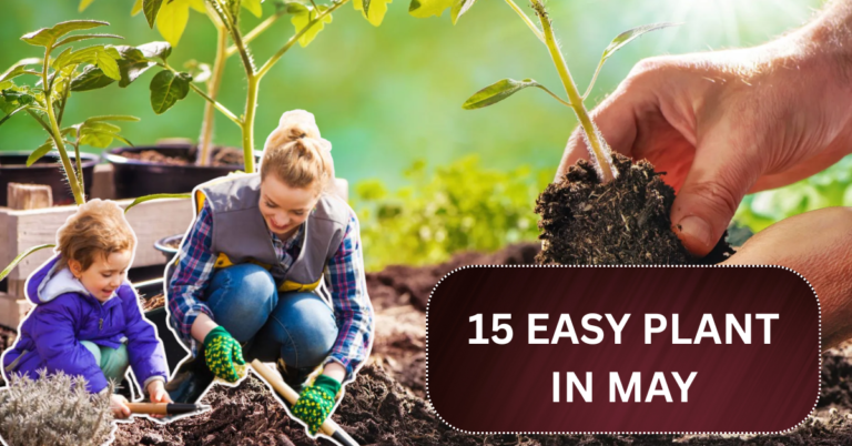 15 Easy Bulbs You Can Still Plant in May for Summer Color!