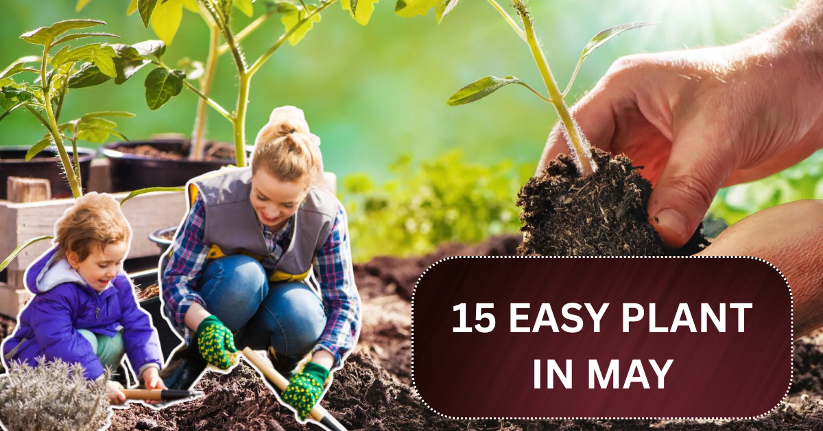 15 Easy Bulbs You Can Still Plant in May for Summer Color!