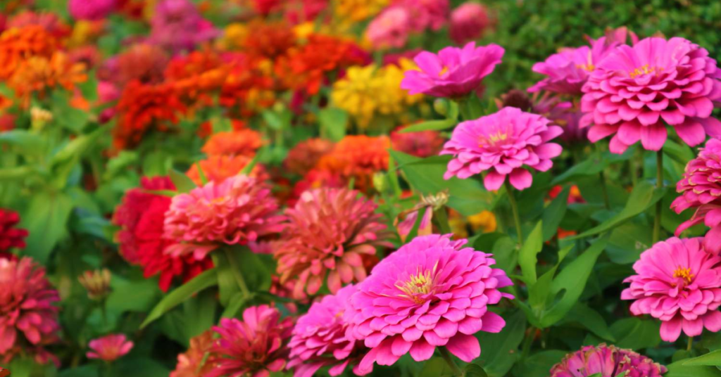 18 Beautiful Flowers That Bloom Even More the More You Snip Them