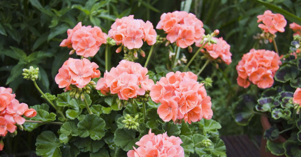 18 Beautiful Flowers That Bloom Even More the More You Snip Them