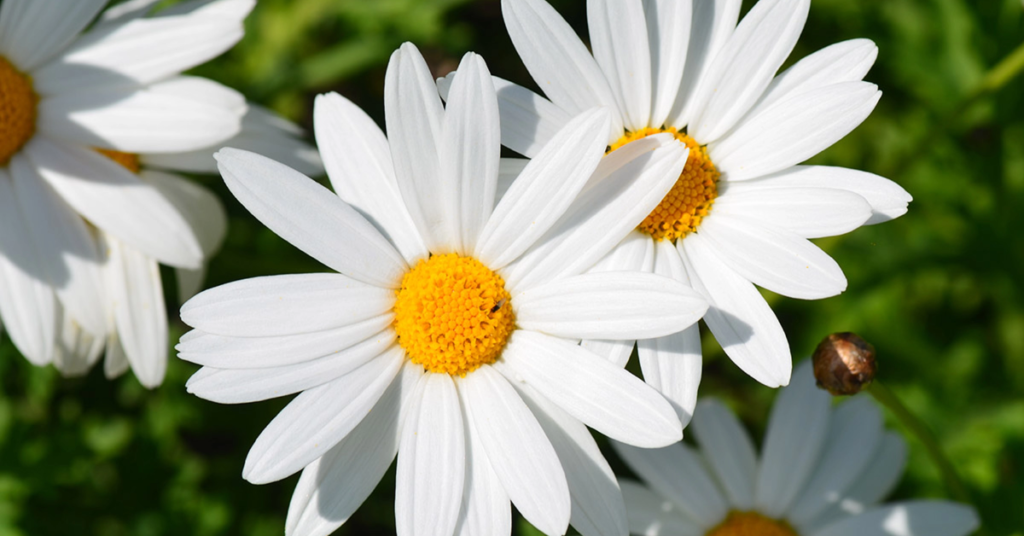 18 Beautiful Flowers That Bloom Even More the More You Snip Them