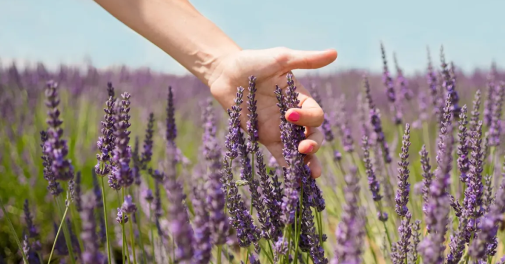 20 Most Beautiful Blue Perennials to Grow in Your Garden!