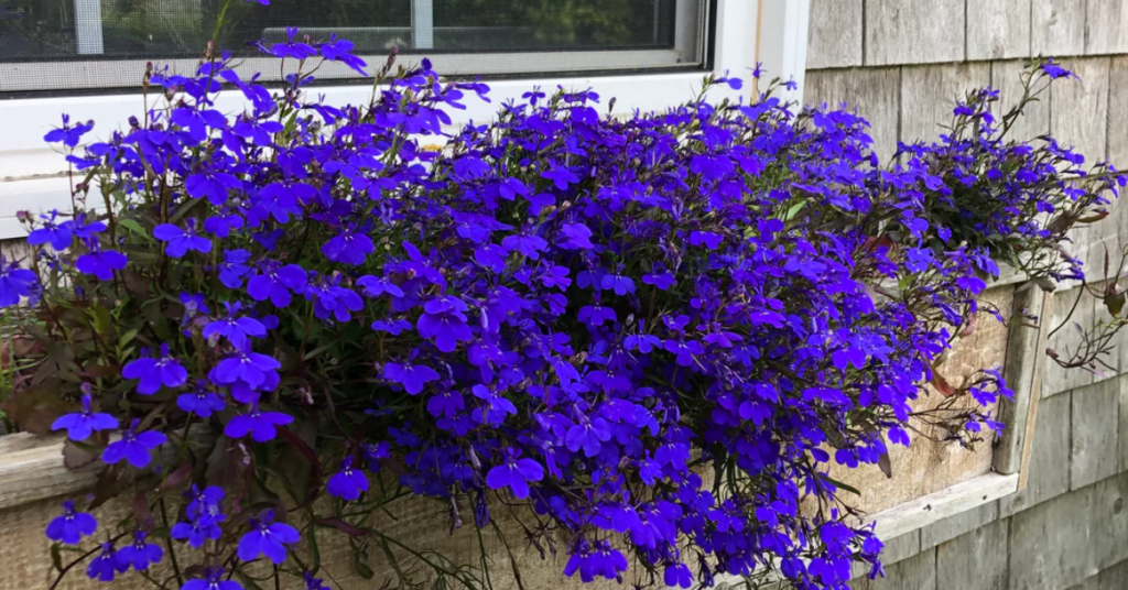 18 Beautiful Flowers That Bloom Even More the More You Snip Them