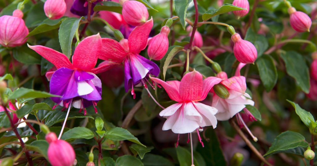 18 Beautiful Flowers That Bloom Even More the More You Snip Them
