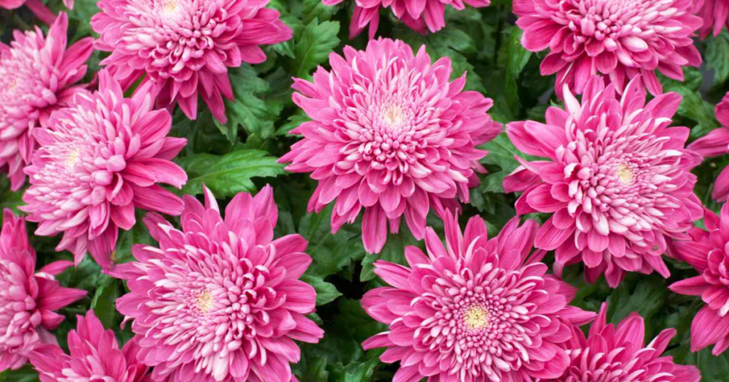 18 Beautiful Flowers That Bloom Even More the More You Snip Them