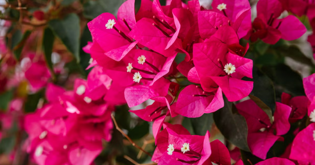 18 Beautiful Flowers That Bloom Even More the More You Snip Them