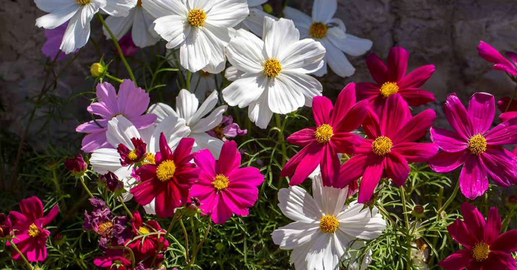 18 Beautiful Flowers That Bloom Even More the More You Snip Them