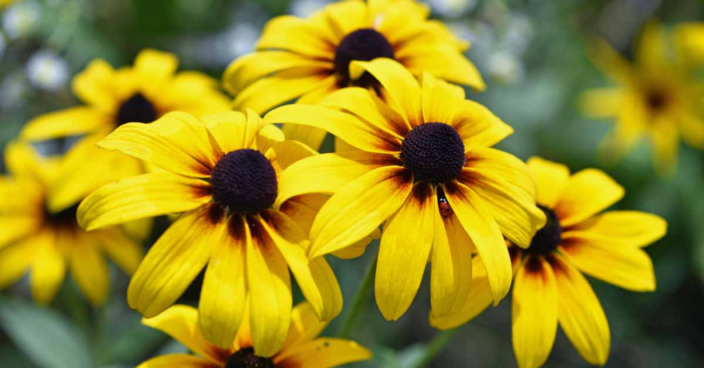 18 Beautiful Flowers That Bloom Even More the More You Snip Them