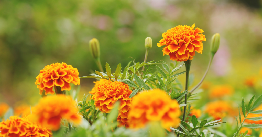 18 Beautiful Flowers That Bloom Even More the More You Snip Them