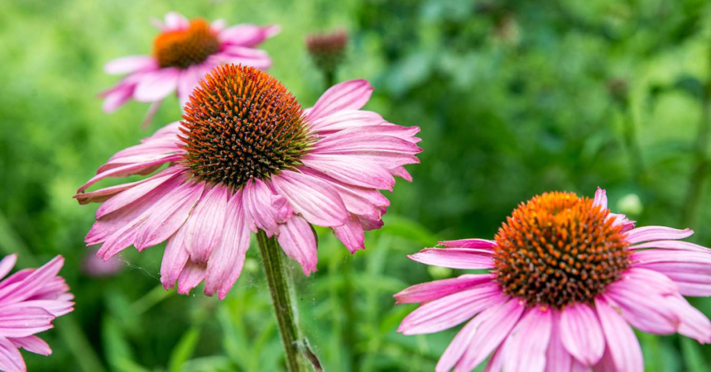 18 Beautiful Flowers That Bloom Even More the More You Snip Them