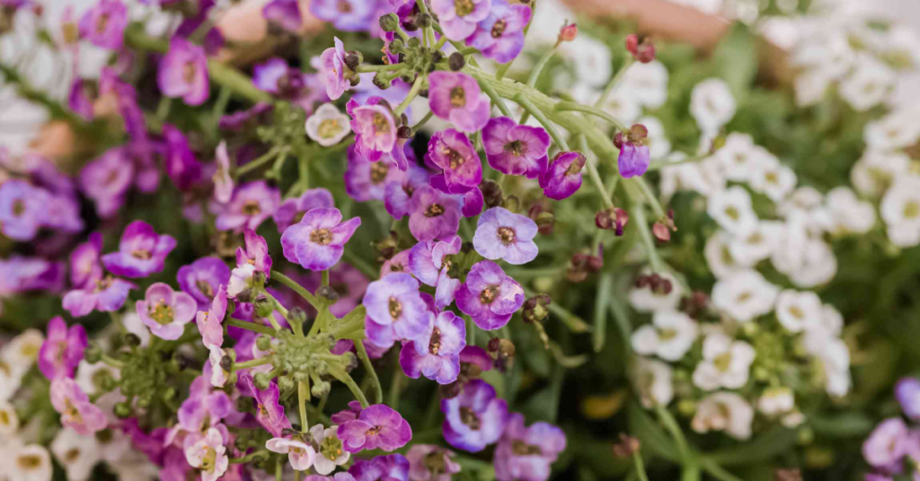 18 Beautiful Flowers That Bloom Even More the More You Snip Them
