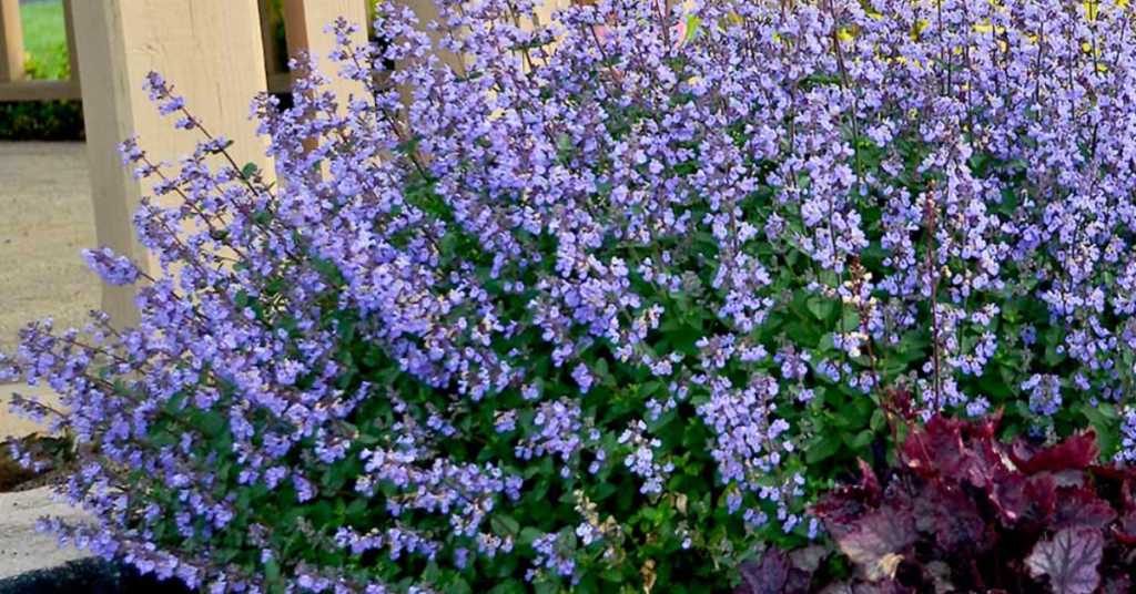 20 Most Beautiful Blue Perennials to Grow in Your Garden!